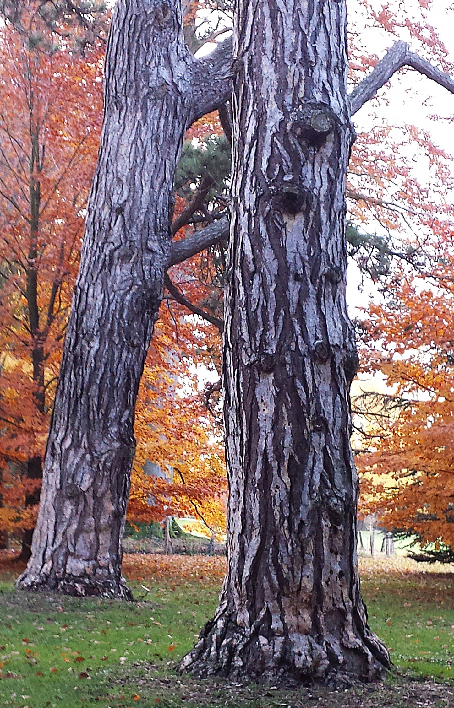 Sac à main "Feuillages rouges de la forêt à l'automne." PRECOMMANDE