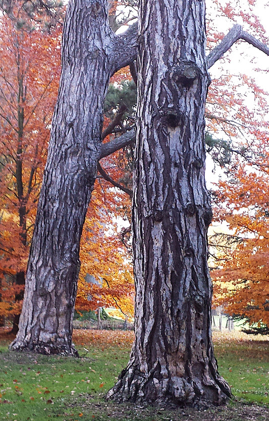 Sac à main "Feuillages rouges des arbres et forêts à l'automne." PRECOMMANDE